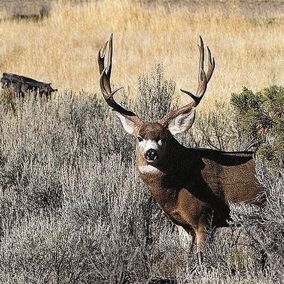 Mule Deer 1