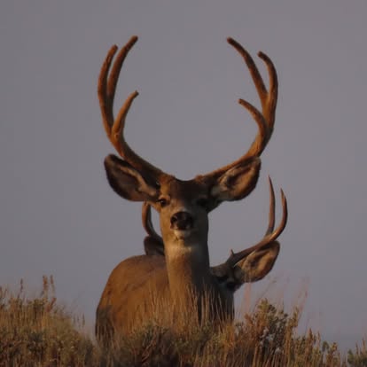 Mule Deer 3