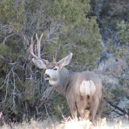 Mule Deer 5